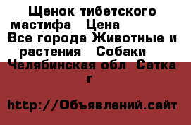 Щенок тибетского мастифа › Цена ­ 60 000 - Все города Животные и растения » Собаки   . Челябинская обл.,Сатка г.